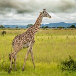 giraffes-are-about-to-join-the-endangered-species-list-for-the-first-time