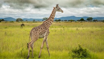 giraffes-are-about-to-join-the-endangered-species-list-for-the-first-time