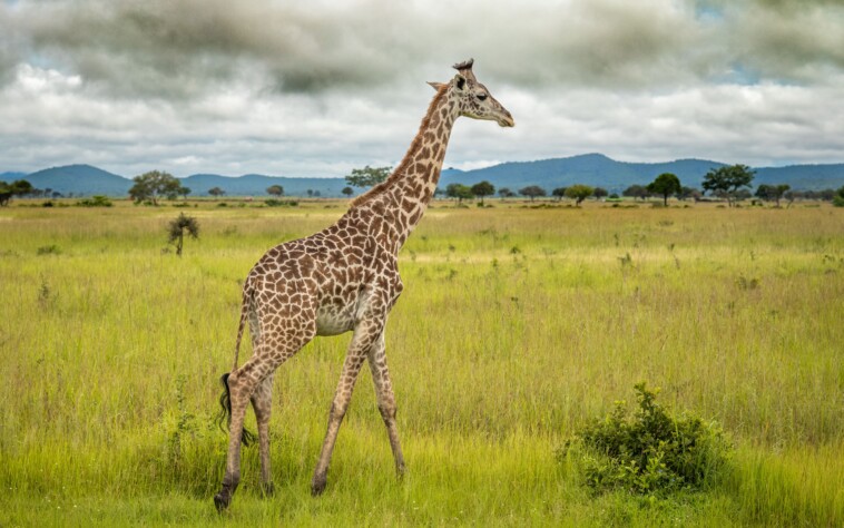 giraffes-are-about-to-join-the-endangered-species-list-for-the-first-time