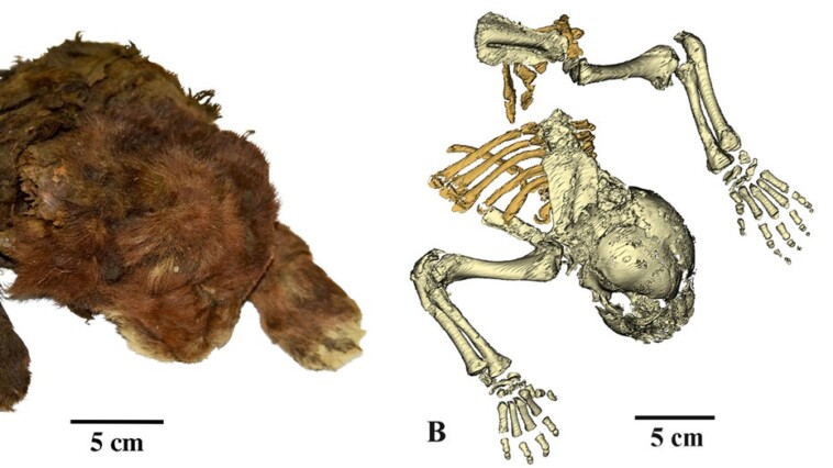 scientists-study-‘very-rare’-frozen-remains-of-35,000-year-old-saber-toothed-cub