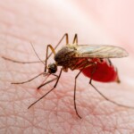 texas-records-first-locally-transmitted-dengue-fever-case-of-2024