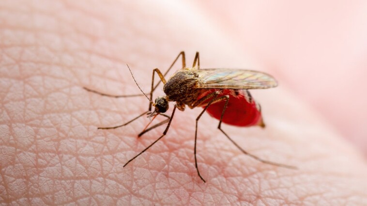 texas-records-first-locally-transmitted-dengue-fever-case-of-2024