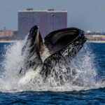 humpback-whale-surfaces-under-brooklyn-bridge-in-‘surprise’-appearance-as-expert-has-warning-for-local-fishermen