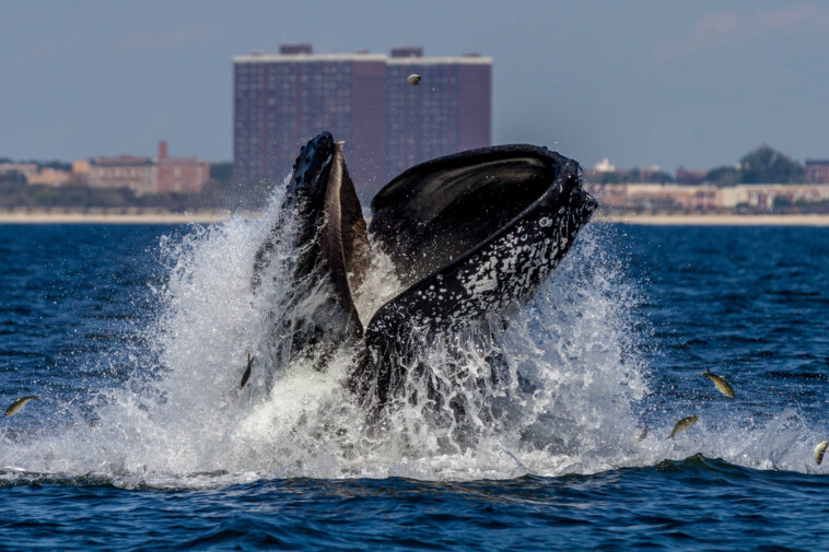 humpback-whale-surfaces-under-brooklyn-bridge-in-‘surprise’-appearance-as-expert-has-warning-for-local-fishermen