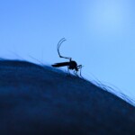 texas-reports-first-locally-transmitted-case-of-dengue-fever-this-year