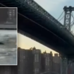 whale-caught-on-camera-surprising-new-york-city-residents-during-swim-under-brooklyn-bridge