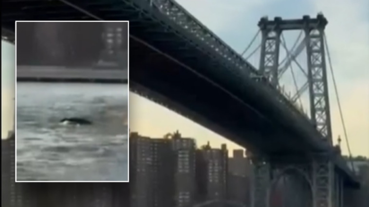 whale-caught-on-camera-surprising-new-york-city-residents-during-swim-under-brooklyn-bridge