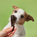 miss.-teacher-who-unwittingly-fed-students-dog-treats-ousted-from-job:-‘you-didn’t-notice-a-dog-on-the-pack’