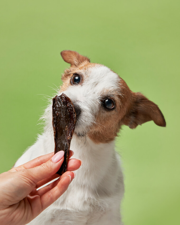 miss.-teacher-who-unwittingly-fed-students-dog-treats-ousted-from-job:-‘you-didn’t-notice-a-dog-on-the-pack’