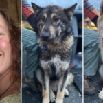 search-for-missing-oregon-hiker-and-her-dogs-suspended-over-‘weather-conditions,-likelihood-of-survivability’