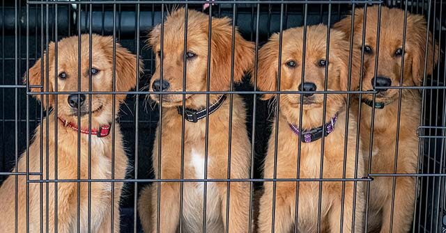 virginia-animal-shelter-volunteer-surprises-wife-by-sponsoring-adoptions-for-40-dogs