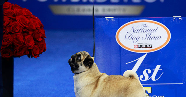 watch:-‘smug’-pug-wins-best-in-show-at-annual-national-dog-show