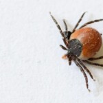 three-dead-in-us-after-contracting-tick-bite-disease