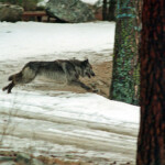 two-new-wolf-packs-found-in-california-over-100-years-after-animal-disappeared-from-state