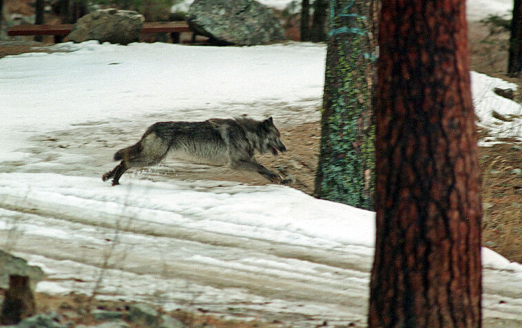 two-new-wolf-packs-found-in-california-over-100-years-after-animal-disappeared-from-state