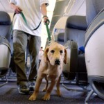 airline-passenger-sparks-debate-after-being-seated-near-massive-dog-on-plane:-‘couldn’t-move’