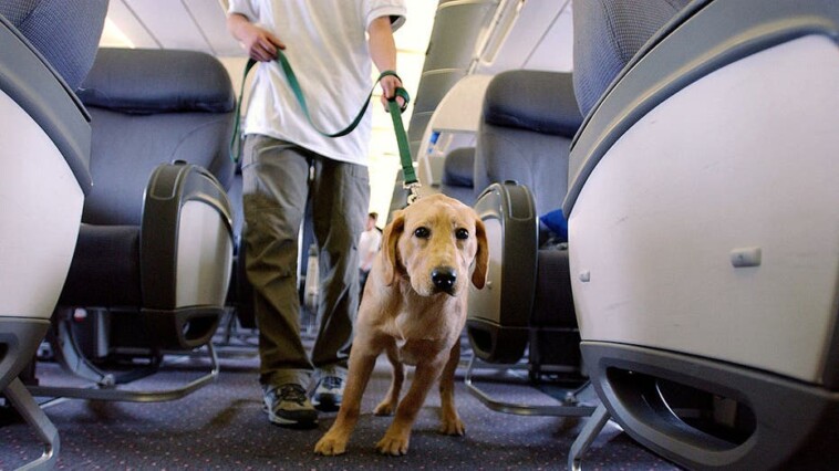 airline-passenger-sparks-debate-after-being-seated-near-massive-dog-on-plane:-‘couldn’t-move’