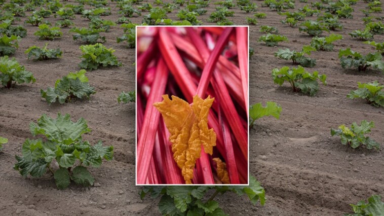 health-benefits-of-rhubarb-and-how-to-uniquely-include-the-vegetable-in-your-diet,-as-shared-by-an-expert