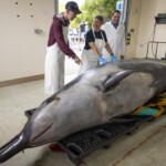 the-world’s-rarest-whale-will-be-dissected-—-here’s-why-it’s-so-important