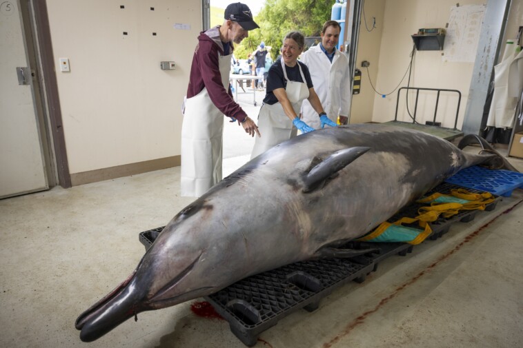 the-world’s-rarest-whale-will-be-dissected-—-here’s-why-it’s-so-important