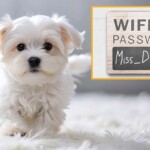 cherished-pet-lives-on-as-wifi-password