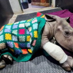 baby-rhino-attacked-by-hyena-expected-to-make-full-recovery-thanks-to-group-of-knitting-grannies