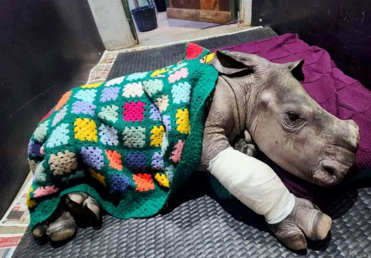 baby-rhino-attacked-by-hyena-expected-to-make-full-recovery-thanks-to-group-of-knitting-grannies