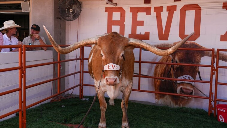 texas-longhorns’-live-mascot,-bevo,-barred-from-sec-championship