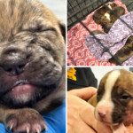 9-two-week-old-puppies-found-abandoned-in-bucket-on-new-jersey-road