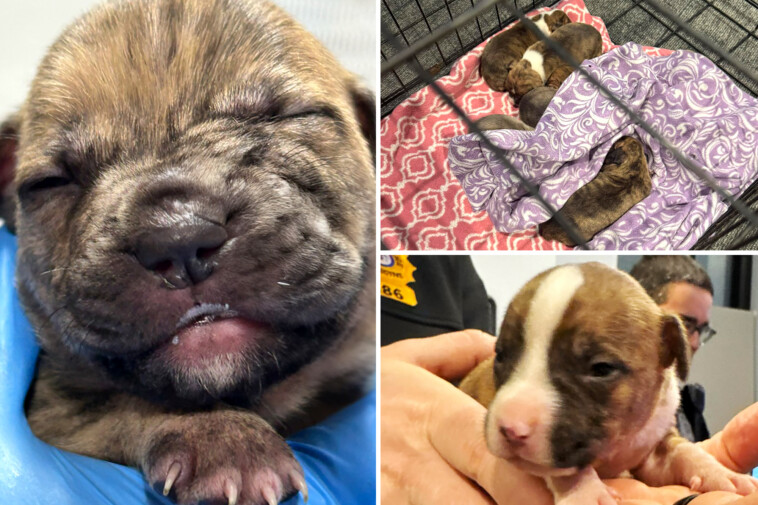 9-two-week-old-puppies-found-abandoned-in-bucket-on-new-jersey-road