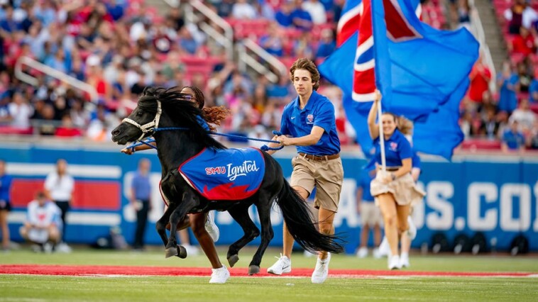 peta-calls-on-smu-to-end-live-mascot-program-ahead-of-peruna’s-appearance-acc-title-game