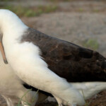 world’s-oldest-wild-bird-lays-egg-at-age-74