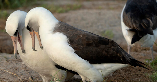 world’s-oldest-wild-bird-lays-egg-at-age-74