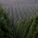 the-world’s-largest-christmas-tree-farm-in-oregon-sells-nearly-1-million-trees-annually