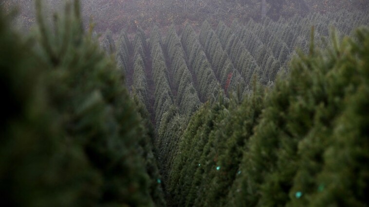 the-world’s-largest-christmas-tree-farm-in-oregon-sells-nearly-1-million-trees-annually