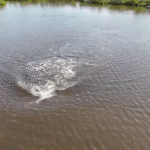 florida-officials-rescue-two-dolphins-stranded-in-shallow-lagoon:-‘all-hands-on-deck’