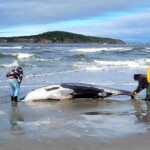 new-zealand-scientists-suspect-specimen-of-world’s-rarest-whale-died-from-head-injuries