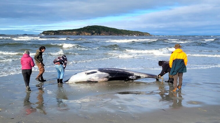 new-zealand-scientists-suspect-specimen-of-world’s-rarest-whale-died-from-head-injuries