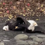 bald-eagles-found-locked-on-the-ground-in-disturbing-embrace-for-strange-reason