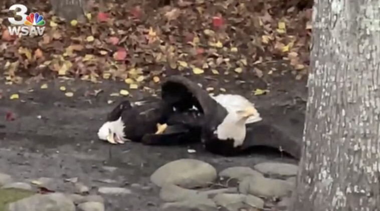 bald-eagles-found-locked-on-the-ground-in-disturbing-embrace-for-strange-reason