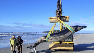 scientists-dissect-world’s-rarest-whale,-reveal-cause-of-death-and-more-‘remarkable’-findings