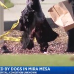 california-man-mauled-to-death-by-his-own-3-dogs-in-front-of-horrified-onlookers-at-playground:-‘like-xl-bullies,-just-massive-muscle’