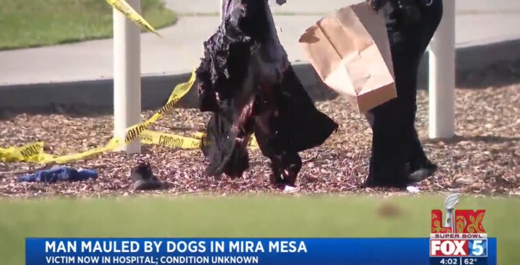 california-man-mauled-to-death-by-his-own-3-dogs-in-front-of-horrified-onlookers-at-playground:-‘like-xl-bullies,-just-massive-muscle’