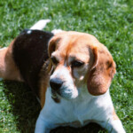 lawmakers-celebrate-with-beagle-rescued-from-inhumane-testing-lab