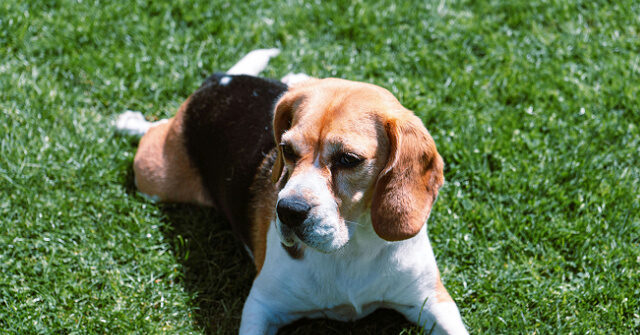 lawmakers-celebrate-with-beagle-rescued-from-inhumane-testing-lab