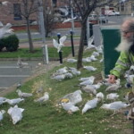 animal-loving-grandpa-being-taken-to-court-for-refusing-to-stop-feeding-birds