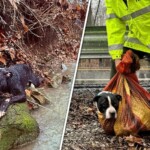 tennessee-dog-to-be-reunited-with-family-after-agencies-team-up-to-rescue-him-from-ravine:-video