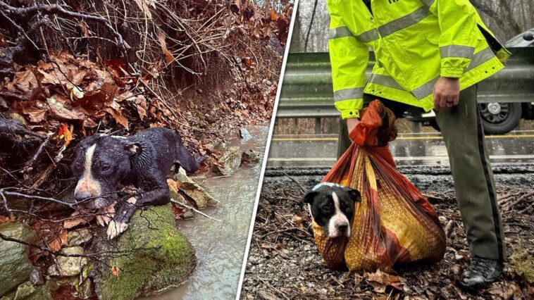 tennessee-dog-to-be-reunited-with-family-after-agencies-team-up-to-rescue-him-from-ravine:-video