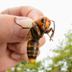 asian-giant-hornets-officially-eradicated-from-us.