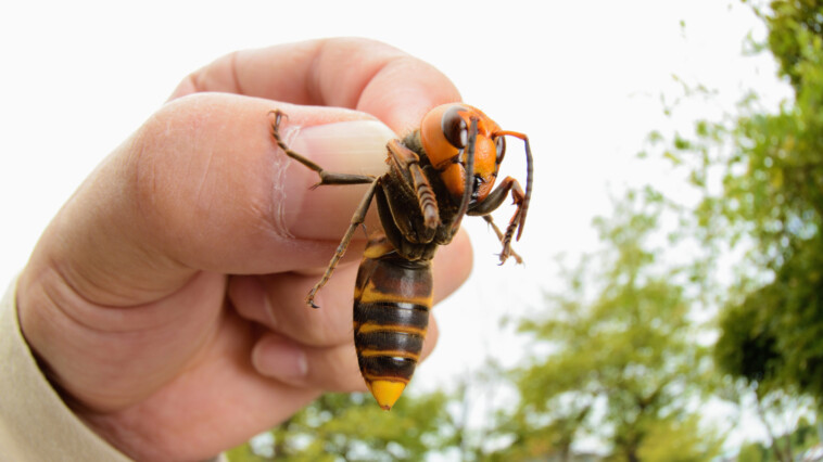 asian-giant-hornets-officially-eradicated-from-us.